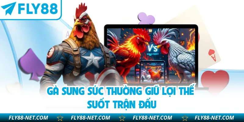 Gà sung sức thường giữ lợi thế suốt trận đấu